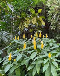 Image result for Pachystachys