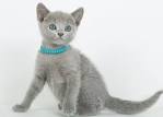 Russian Blue Kittens For Sale - Silver Blues Cattery