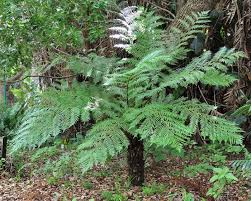 Image result for Cyathea dregei