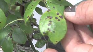 And easily remove the infected plant to avoid spreading disease. How To Prevent Black Spots On Plants Youtube
