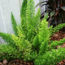 Drought resistant plants there are 101 products. Foxtail Fern Cat Tail Asparagus Tropical Drought Tolerant Unique Easy To Grow Live Plant Mature Size 8 Inch Pot Emerald R Emerald Goddess Gardens