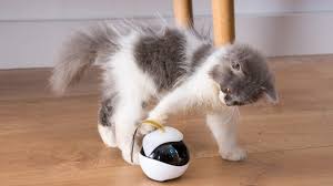Smart Robot Companion For Cats Mental Floss