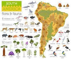 South America Flora And Fauna Map Flat Elements Animals Birds Royalty Free Cliparts Vectors And Stoc South America Flora And Fauna South America Animals