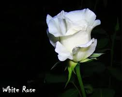 3 cara stek bunga mawar agar cepat tumbuh ilmubudidaya com. Setangkai Bunga Mawar Putih Pesquisa Google Rose Buds Beautiful Rose Flowers Beautiful Flowers