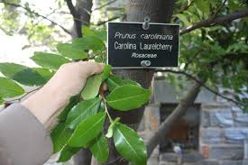 We did not find results for: Cherry Laurel