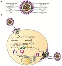 Newcastle disease virus (ndv) is a prototype paramyxovirus and can cause high mortality in poultry. 22 Questions With Answers In Newcastle Disease Virus Science Topic