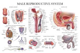 Has been added to your cart. Male Reproductive System Anatomy Posters