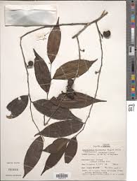 Image result for Monanthotaxis ferruginea