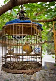Caged Bird Feeders For Small Birds Uk Small Yellow Bird In A Primitive Cage This Photograph Was Taken In Yellow Bird Bird Bird Cages