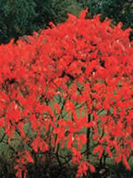 Image result for Cissus glaucophylla