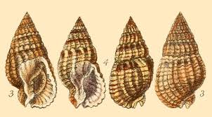 Image result for Tristicha trifaria