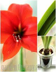 Growing Amaryllis In A Jar Garden Therapy Amaryllis Bulbs Bulb Flowers Indoor Flowers