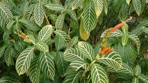 Image result for Sabicea venosa