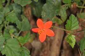 Image result for Hibiscus barbosae