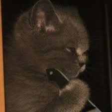 See more ideas about anime, matching icons, anime icons. Cat Stab Discord Pfp