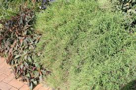 Image result for Pogonatherum paniceum