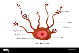 Image result for Melanocyte