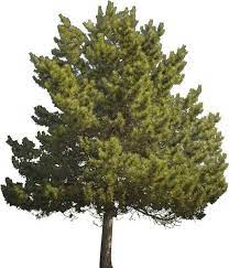 Photoshop Pine Tree Pesquisa Google Photoshop Pine Tree Tree