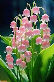 Muguet rose | Facebook