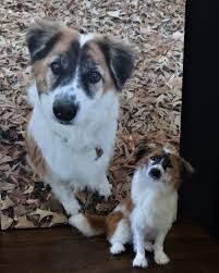 Ella Designerdogminiatures Custommemorialpets Yourdogforever In 2020 Dog Design Real Dog Dog Sculpture