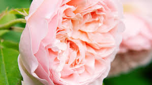 We did not find results for: These Fragrant Blooms Will Sweeten Your Garden And Home Sunset Sunset Magazine