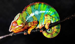 See full list on lllreptile.com Panther Chameleon Care Sheet Reptiles Cove