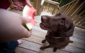 A couple of seeds accidentally swallowed will probably not cause harm, but if you let your dog munch away on a watermelon slice. Can Dogs Eat Watermelon Bark