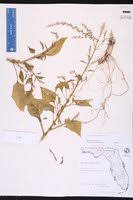 Image result for Celosia trigyna