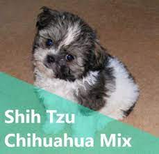 We did not find results for: Shih Tzu Chihuahua Mix A K A Shichi Breed Info 21 Pictures Animalso