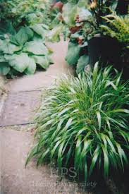 Image result for Cynodon aethiopicus