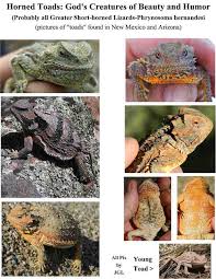 Image result for toad gods