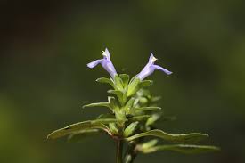 Image result for Rungia grandis