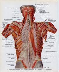 The intercostals — the small muscles between your ribs — also contribute to the appearance of a muscular torso. Ribs Human Anatomy Muscle Rib Muscle Anatomy Human Anatomy Diagram Human Ribs Muscle Anatomy Anatomy