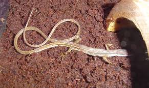How Do You Care For A Long Tailed Grass Lizard Lizard Habitat Lizard Reptile Habitat