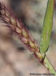 Image result for Cenchrus ciliaris