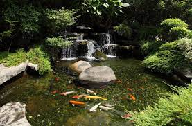 Selain itu bentuk dan warna ikan koi yang menarik membuat siapa pun menjadi tertarik untuk memeliharanya. 10 Jenis Ikan Koi Termahal Dan Terpopuler Bukareview