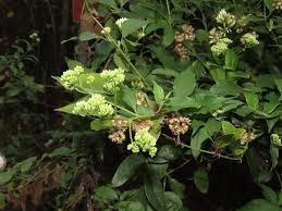 Image result for Microglossa pyrifolia