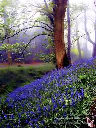 Maybe you would like to learn more about one of these? 410 Enchanted Garden Ideas In 2021 Beautiful Flowers Garden Enchanted Garden