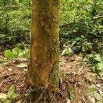 Image result for Gilbertiodendron