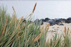 Image result for Sporobolus