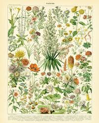 1897 Original Antique Flower Chart Print Vintage Flowers Wall Art Home Decor Antique Botanical Print Vintage Botanical Prints Botanical Prints