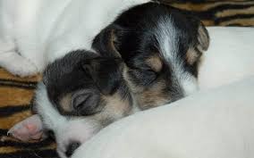 Raising a puppy, it is important not to lose time, and to accustom him to the careful handling of its main weapon. Puppy Mush And Puppy Gruel Recipes For Weaning Puppies Dog Discoveries