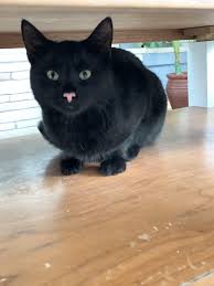 Black And White Cat With Pink Nose Black Cat With Pink Nose Teelast Com In 2020 Cats Black Cat Cute Cats