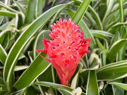 Image result for Berlinia orientalis