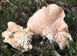 Image result for Hylodesmum repandum