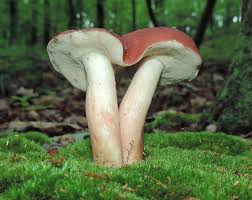 Image result for Xanthoconium separans