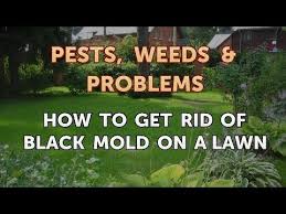 How do i deal with it? How To Get Rid Of Black Mold On A Lawn Youtube