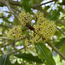 Image result for Pittosporum eugenioides