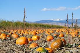 Check spelling or type a new query. Thanksgiving Und Black Friday In Den Usa Usa News Reisen