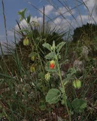 Image result for Hermannia floribunda